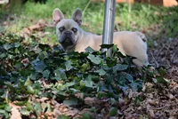 Flint, a male French Bulldog for sale in Baileyton, AL – Photo 5 of 5