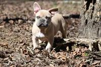 Flint, a female French Bulldog for sale in Baileyton, AL – Photo 3 of 4