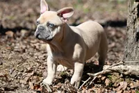 Flint, a female French Bulldog for sale in Baileyton, AL – Photo 4 of 4