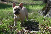 Flint, a male French Bulldog for sale in Baileyton, AL – Photo 2 of 5