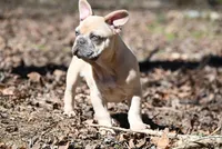 Flint, a female French Bulldog for sale in Baileyton, AL – Photo 2 of 4