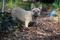 Flint, a male French Bulldog for sale in Baileyton, AL – Photo 3 of 5