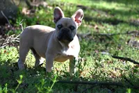 Flint, a male French Bulldog for sale in Baileyton, AL – Photo 4 of 5