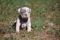 Grady Boone, a male Olde English Bulldogge for sale in Baileyton, AL – Photo 3 of 3