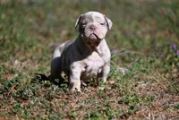 Grady Boone, a male Olde English Bulldogge for sale in Baileyton, AL – Photo 1 of 3