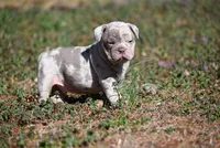 Grady Boone, a male Olde English Bulldogge for sale in Baileyton, AL – Photo 2 of 3