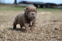 Jessup James, a male Olde English Bulldogge for sale in Baileyton, AL – Photo 2 of 4