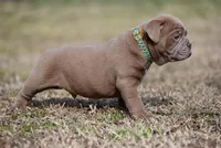 Jessup James, a male Olde English Bulldogge for sale in Baileyton, AL – Photo 3 of 4