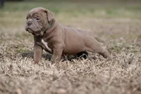 Jessup James, a male Olde English Bulldogge for sale in Baileyton, AL – Photo 1 of 4