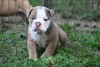 DRACO, a male Olde English Bulldogge for sale in Baileyton, AL – 4 of 5