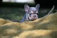 CHANNEL, a female French Bulldog for sale in Baileyton, AL – 6 of 6