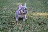 CHANNEL, a female French Bulldog for sale in Baileyton, AL – 2 of 8