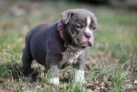 Haven's Blue, a male Olde English Bulldogge for sale in Baileyton, AL – Photo 3 of 3