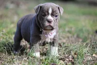 Haven's Blue, a male Olde English Bulldogge for sale in Baileyton, AL – Photo 2 of 3
