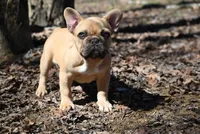 Winslee, a female French Bulldog for sale in Baileyton, AL – Photo 3 of 9