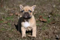 Winslee, a female French Bulldog for sale in Baileyton, AL – Photo 8 of 9