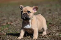 Winslee, a female French Bulldog for sale in Baileyton, AL – Photo 6 of 9