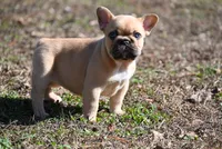 Winslee, a female French Bulldog for sale in Baileyton, AL – Photo 7 of 9