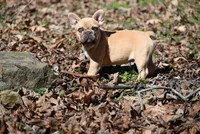 Winslee, a female French Bulldog for sale in Baileyton, AL – Photo 5 of 9