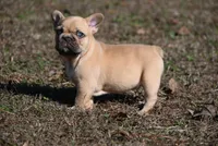 Winslee, a female French Bulldog for sale in Baileyton, AL – Photo 9 of 9