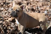 Winslee, a female French Bulldog for sale in Baileyton, AL – Photo 1 of 9