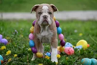 Rowdy Wade, a male Olde English Bulldogge for sale in Baileyton, AL – Photo 5 of 5