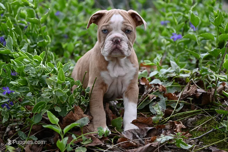 Rowdy Wade – Olde English Bulldogge puppy for sale in Baileyton, AL