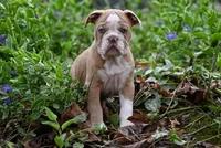 Rowdy Wade, a male Olde English Bulldogge for sale in Baileyton, AL – Photo 1 of 5
