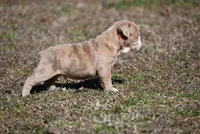 Rowdy Wade, a male Olde English Bulldogge for sale in Baileyton, AL – Photo 2 of 4