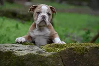Rowdy Wade, a male Olde English Bulldogge for sale in Baileyton, AL – Photo 3 of 5