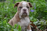 Rowdy Wade, a male Olde English Bulldogge for sale in Baileyton, AL – Photo 2 of 5
