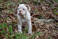 Dusty Mae, a female Olde English Bulldogge for sale in Baileyton, AL – Photo 5 of 5