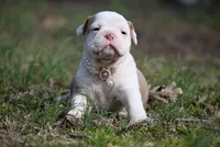 Dusty Mae, a male Olde English Bulldogge for sale in Baileyton, AL – Photo 1 of 3