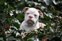 Dusty Mae, a female Olde English Bulldogge for sale in Baileyton, AL – Photo 4 of 5