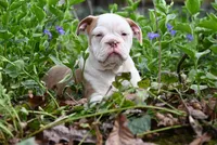 Dusty Mae, a female Olde English Bulldogge for sale in Baileyton, AL – Photo 2 of 5