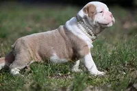 Dusty Mae, a male Olde English Bulldogge for sale in Baileyton, AL – Photo 2 of 3
