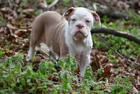 Dusty Mae, a female Olde English Bulldogge for sale in Baileyton, AL – Photo 3 of 5