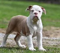 Dusty Mae, a female Olde English Bulldogge for sale in Baileyton, AL – Photo 1 of 5