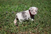 Dawsey Grace, a male Olde English Bulldogge for sale in Baileyton, AL – Photo 1 of 3