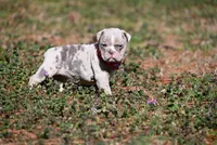 Dawsey Grace, a male Olde English Bulldogge for sale in Baileyton, AL – Photo 3 of 3