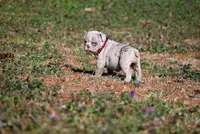 Dawsey Grace, a male Olde English Bulldogge for sale in Baileyton, AL – Photo 2 of 3