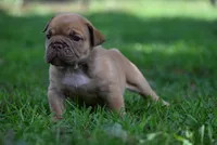 Lucifer, a male Olde English Bulldogge for sale in Baileyton, AL – 2 of 5