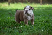DRACO, a male Olde English Bulldogge for sale in Baileyton, AL – 5 of 5