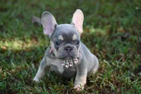 CHANNEL, a female French Bulldog for sale in Baileyton, AL – 6 of 8
