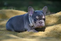CHANNEL, a female French Bulldog for sale in Baileyton, AL – 4 of 6