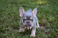 CHANNEL, a female French Bulldog for sale in Baileyton, AL – 4 of 8