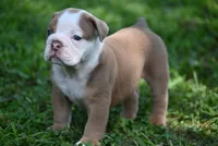 DRACO, a male Olde English Bulldogge for sale in Baileyton, AL – 3 of 5
