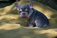 CHANNEL, a female French Bulldog for sale in Baileyton, AL – 2 of 6