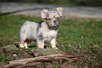 Lumi, a female French Bulldog for sale in Baileyton, AL – Photo 8 of 10