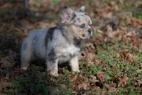 Lumi, a female French Bulldog for sale in Baileyton, AL – Photo 10 of 10